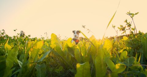 Dog breed Jack Russell walks on a green field. In the sunshine a beautiful dog