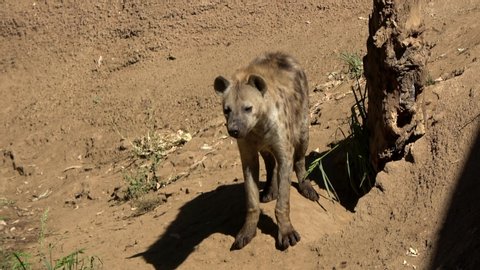 4K. Ultra HD. Hyena protecting the area where your baby is. African aggressive animal on a warm natural background. Hot summer. The refugee breeding in hiding place.