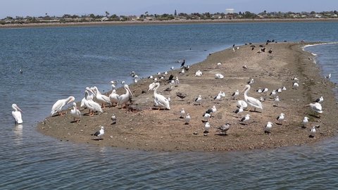 American white Pelicans at Bolsa Chica Ecological Reserve in Huntington Beach, California 