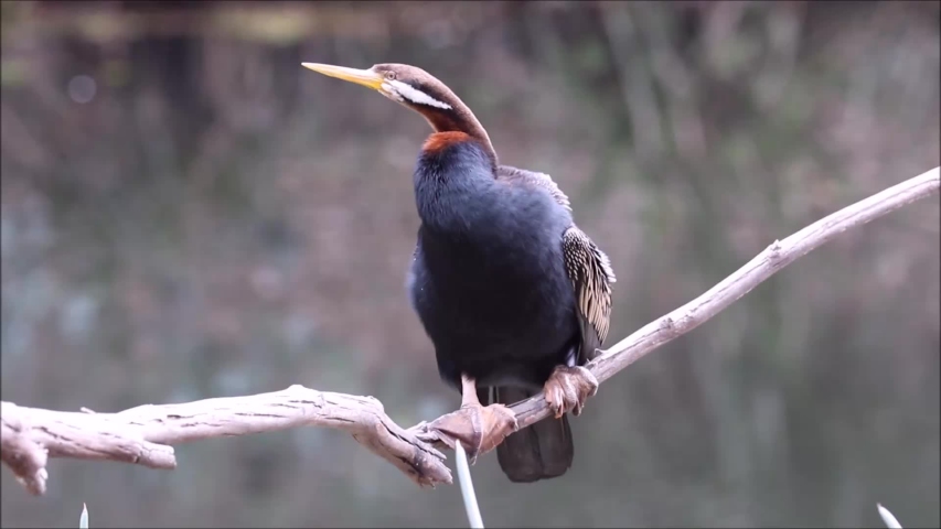 Australian Darter drying feathers after fishing