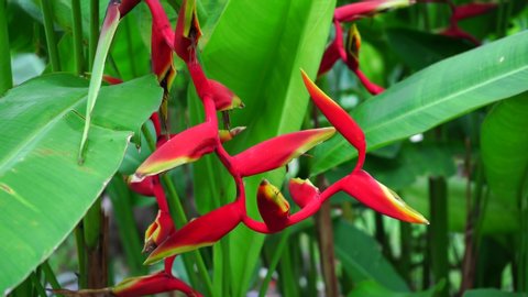 red tropical exotic flower in rainforest