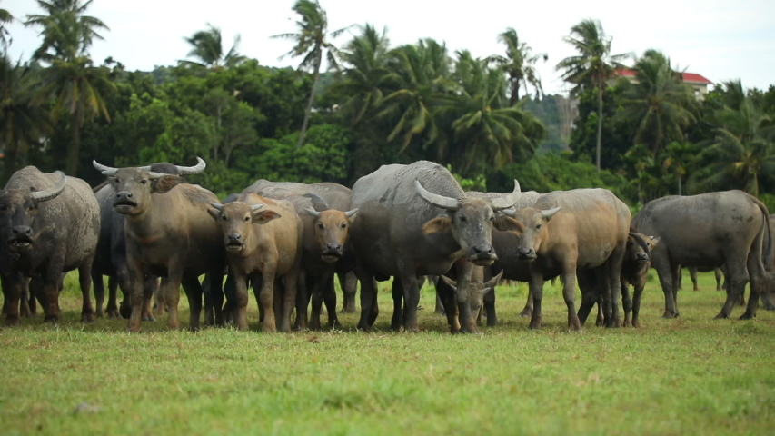 Herd of buffalo, original ecological stocking animals, Hainan, China