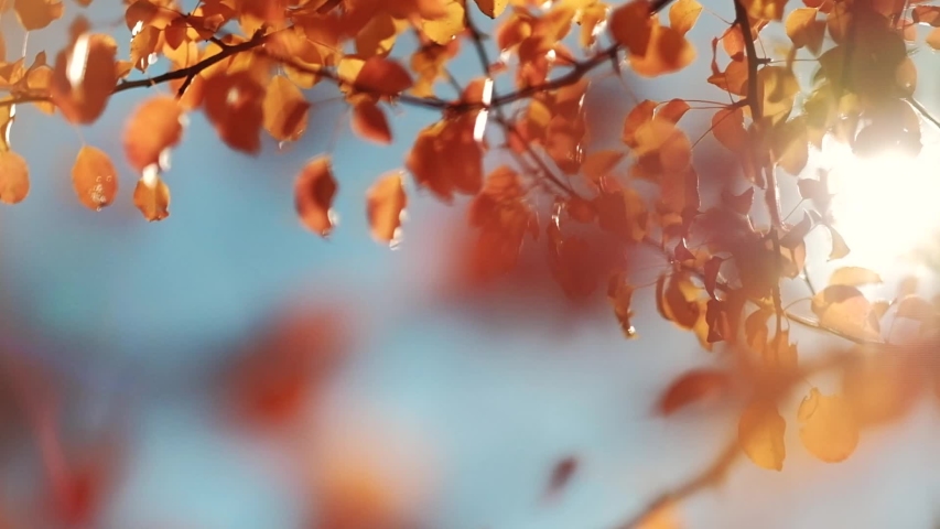Autumn forest beauty. Golden tree leaves. Sun beam. Blue sky. | Shutterstock HD Video #1034944016