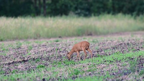 Roe deer female standing with fawn in the field and search feed, summer, (capreolus capreolus), germany
