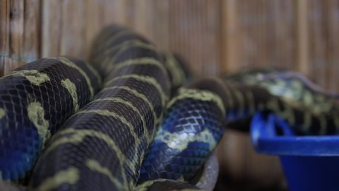 boa python crawls and wriggles