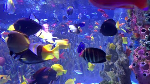 Diverse coral reef ecosystem in oceanarium - colorful fish swimming around