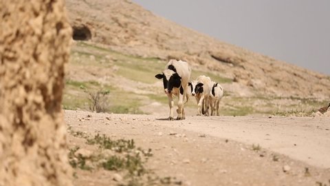 Three cows walking through the Middle Eastern desert