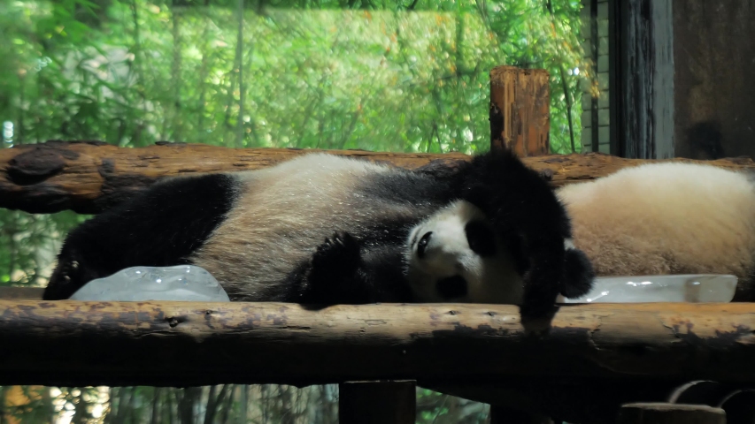 Giant Panda relax and sleep on wooden benches in public zoo on hot day