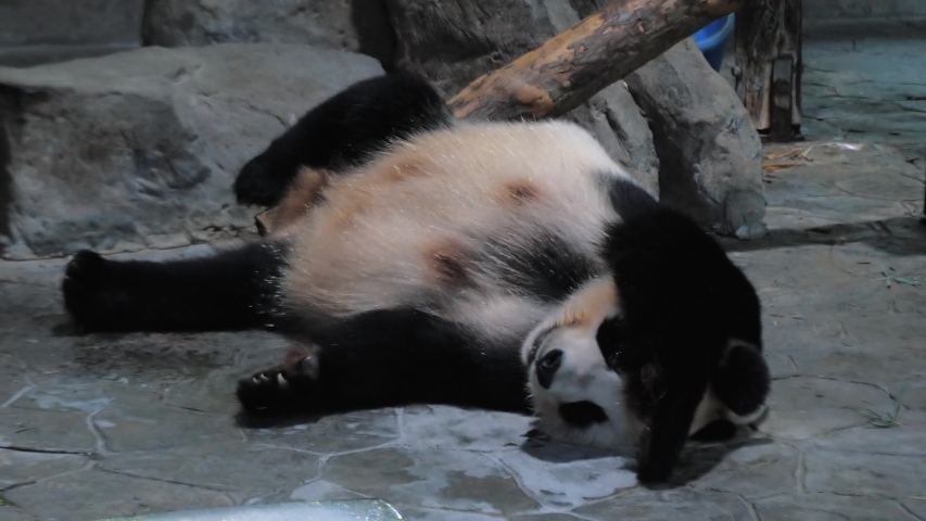 Panda Bear Sleeping on a rock image - Free stock photo - Public Domain ...