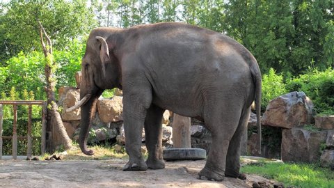 Happy young indian elephant dancing at zoo on sunny day