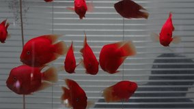 Red fish in an aquarium. 4K Footage.
