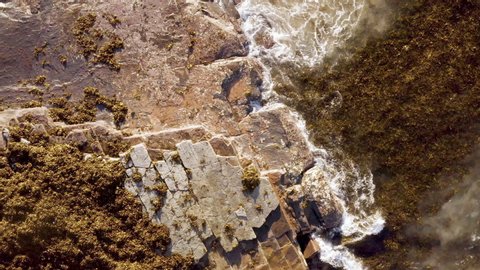 White fringed waves rolling onto horizontal bedded Permian sedimentary ocean rocks and brown seaweed POV drone pulling away Turimetta Beach Sydney Australia