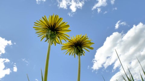 The tall stalk of the daisy flower on the field waving on the breeze of the wind