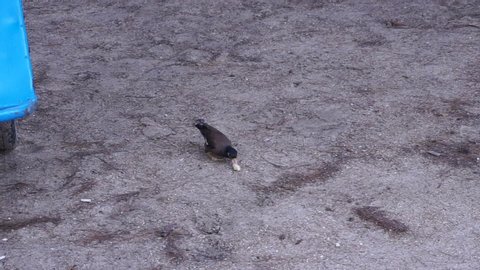 Starlings eat nuts at the beach.