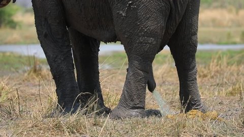 African Elephant urinating peeing from large penis in Botswana