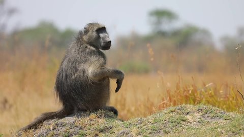 Male Baboon sitting on a termite hill as a lookout for predators in Botswana