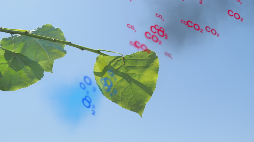 photosynthesis process animation leaf converting carbon dioxide to oxygen Royalty-Free Stock Footage #1034971586