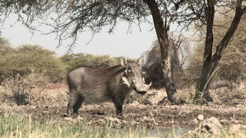 Warthog (Phacochoerus africanus) family with four piglets drinking at a waterhole, in eye level low angle.