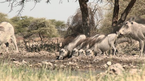 Warthog (Phacochoerus africanus) family with four piglets drinking at a waterhole, in eye level low angle.