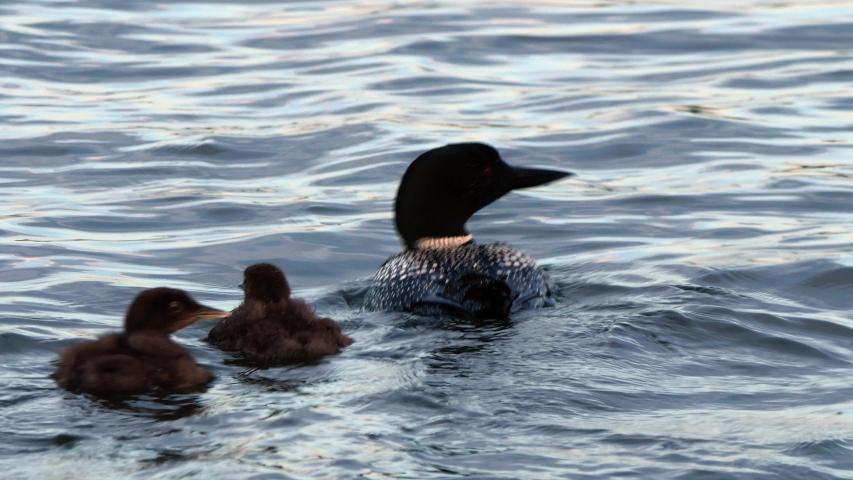 Common Loon family, gavia immer, Minnesota State Birds with parents feeding cute imature babies while swimming, looking around cautiously and diving on a lake in Bemidji.