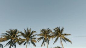 Beautiful coconut trees in Mauritius