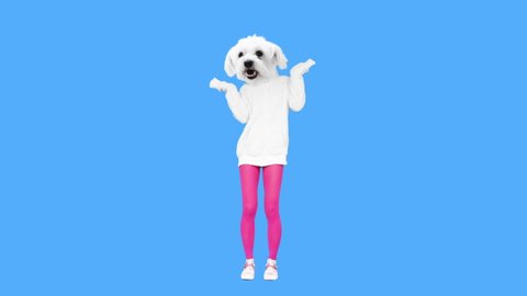 Gif animation design, Funny Dog dancing in stylish white hoody