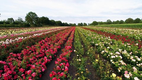 Roses on a field of different colors taken with a drone