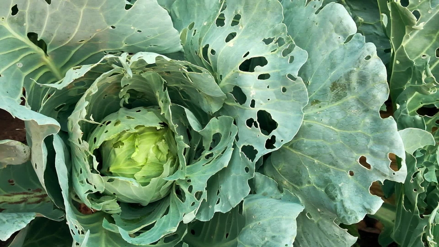 Cabbage damaged by insects pests close-up. Head and leaves of cabbage in hole, eaten by larvae butterflies and caterpillars. Consequences of the invasion butterflies Pieris brassicae. Royalty-Free Stock Footage #1034989979