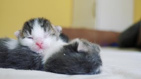 funny video two pets cute newborn kittens sleep teamwork on the bed . 