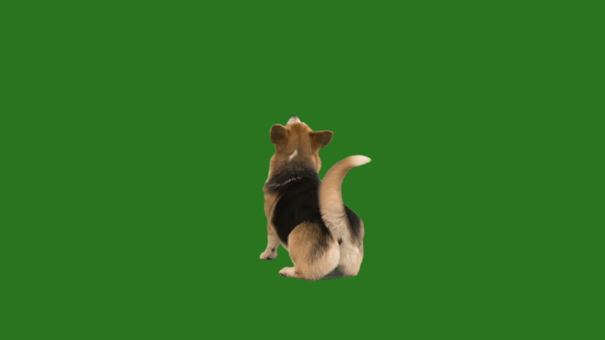 Dog dancing on a green screen | Shutterstock HD Video #1034994632