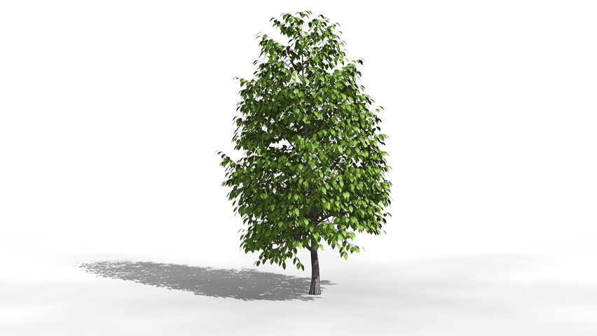 Tree grows from sapling. Comes with Alpha.