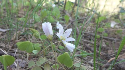 Shamrock; wood sorrel (Oxalis acetosella) of early spring, growing in spruce forests, it has long been known medicinal plant and as antidote to mercury and arsenic, folk medicine. North-East Europe