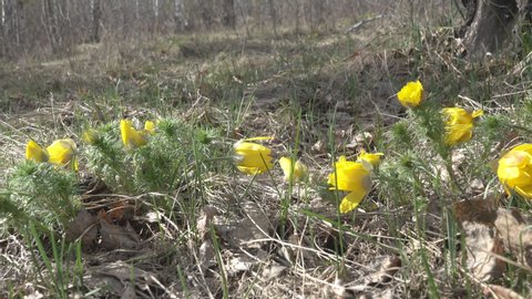 Pheasant's eye (Adonis vernalis) in floodplain forest with habitat. Spring flowers primroses in the forest-steppe of the lower Volga. Russia