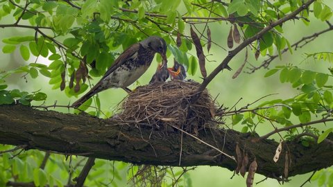 Fieldfare (Turdus pilaris) feeding chicks in nest