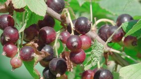 In this stock video, a close-up and focus on the berry of a ripe black currant that grows on a green bush is demonstrated.