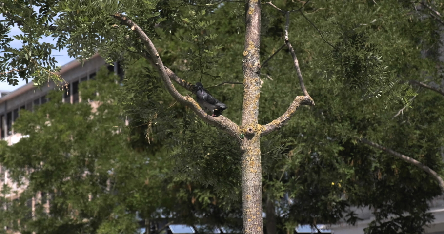 Common pigeon perched on tree branch in Frankfurt. Summer.