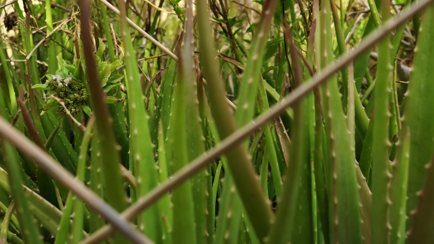 Aloe Vera plant growing in garden ,  natural organic renewal cosmetics, alternative medicine. Skin care concept.