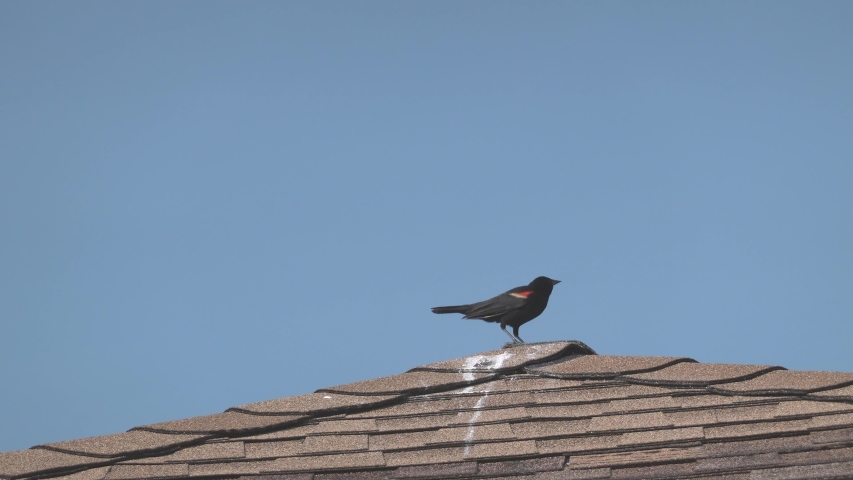 A red-winged blackbird perched on a roof, preening, cawing, surveying the surroundings. You can see the red markings very clearly.