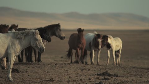 Mongolia. Gobi desert. Horses resting in the pasture