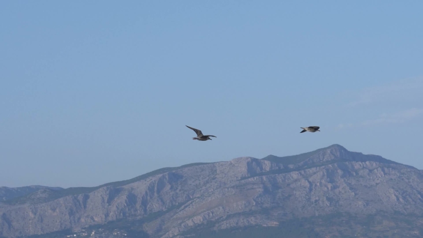 A slow-motion shot of two seagulls flying through the blue sky above the sea.