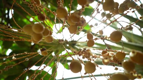Ripe yellow fruits dates swaying to the wind on date palm on the sunbeams  background. dates Fruit on the palm tree.