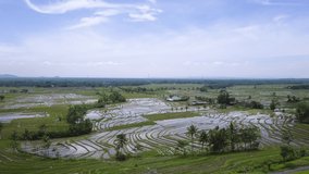 Aerial footage of people working in rice plantations in Java island