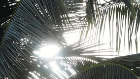 The sunlight flare through the coconut leaves. Coconut tree moving among the heavy wind and white sky. Summer holiday on the beach. - Slow motion Video