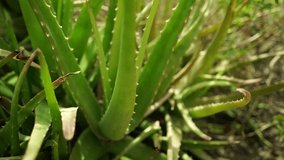 Aloe Vera plant growing in garden ,  natural organic renewal cosmetics, alternative medicine. Skin care concept.