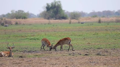 Two male impala fighting on open plain in Botswana
