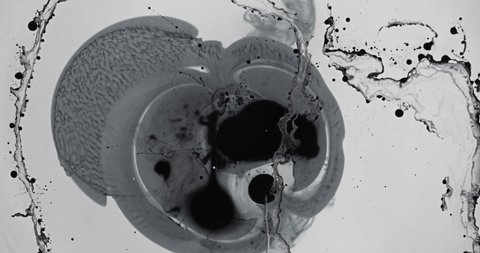Black and White liquid ink / paint drop stain on white paper background / paint bleed Bloom, with circle organic flow expansion, splatter spreading on pure backdrop texture \ petri dish