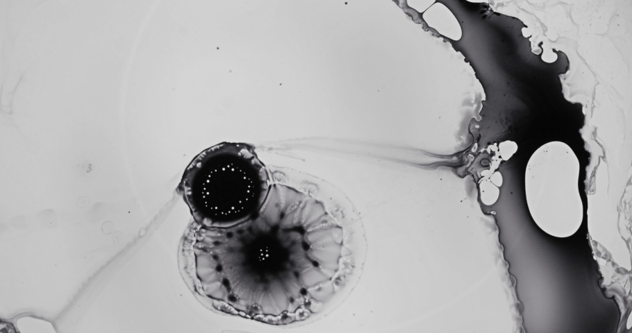 Black and White liquid ink / paint drop stain on white paper background / paint bleed Bloom, with circle organic flow expansion, splatter spreading on pure backdrop texture \ petri dish | Shutterstock HD Video #1035029003
