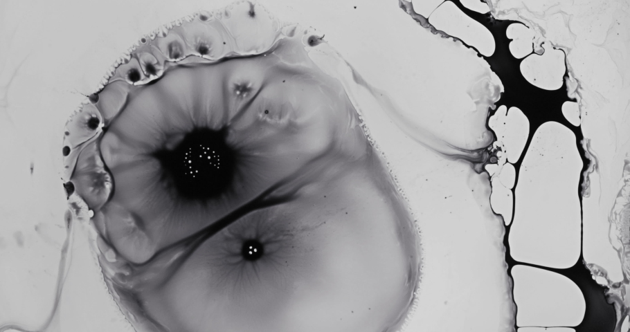Black and White liquid ink / paint drop stain on white paper background / paint bleed Bloom, with circle organic flow expansion, splatter spreading on pure backdrop texture \ petri dish Royalty-Free Stock Footage #1035029003