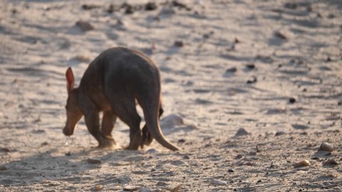 Aardvark or Ant-Eater Walking Away in Sandy Savanna in Namibia, Africa, From Behind