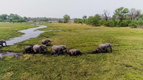 02/19/2019 video of the wild Botswana taken by drone camera